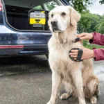 Аксесоар за мобилно почистване KARCHER Accessories box Pet - Image 3
